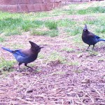 Steller's Jay
