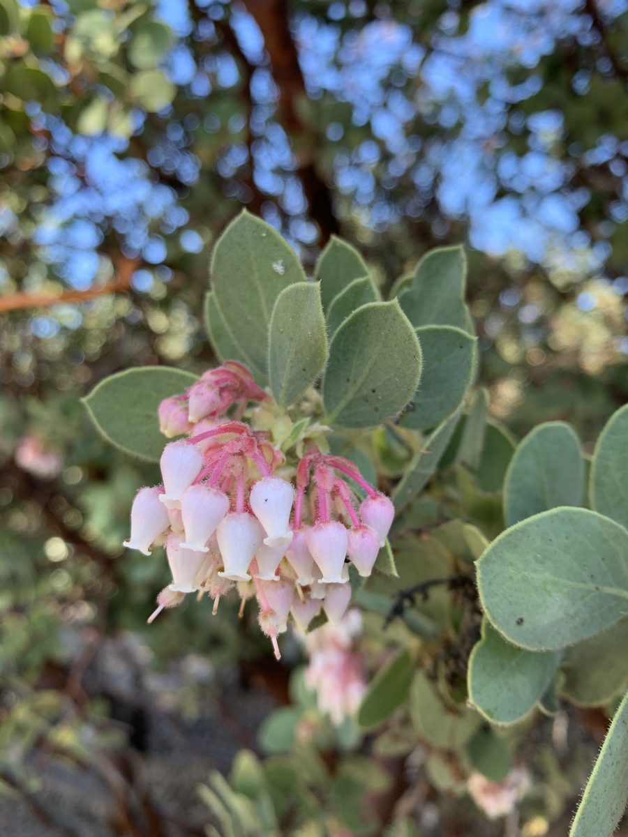 Manzanita flowers