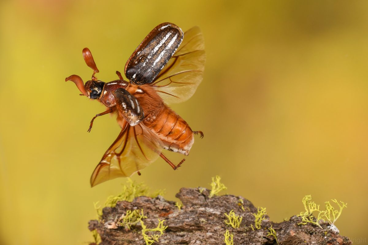 Bee
