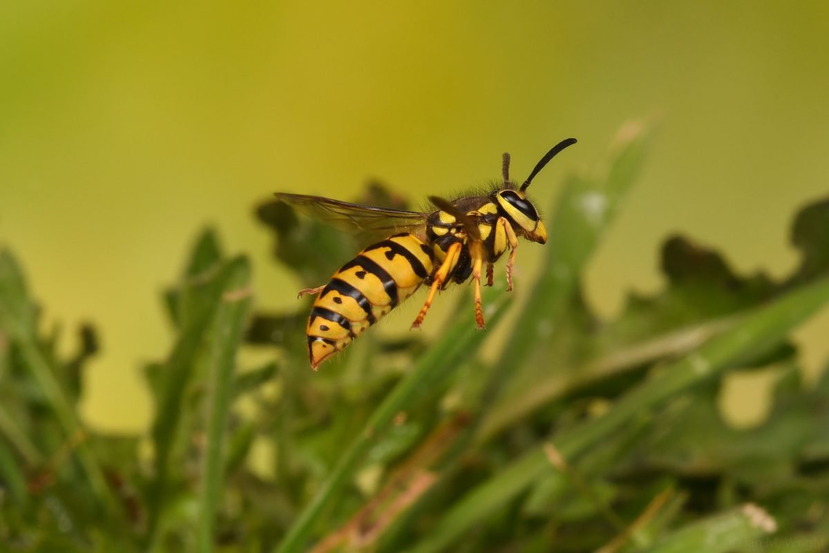 Bee